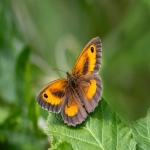 Pinterest广告在国内有哪些代理