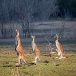 贸易条款有哪些