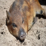 外贸建站公司哪家好些