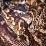 亚马逊店铺品牌注册流程