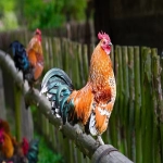 电商选品工具有哪些？