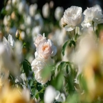 亚马逊类目都有什么？