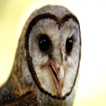 德国海外仓地址