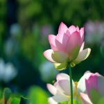 亚马逊商家后台:打造成功跨境卖家的关键利器