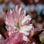 日本公司facebook开户