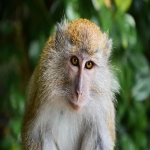 虾皮马来西亚怎么样