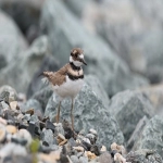 跨境贸易电子商务企业类型怎么选