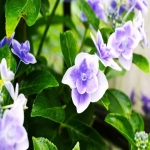 深圳市易通关国际货运代理有限公司