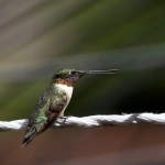 菜鸟国际物流查询