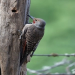 波兰allegro电商平台怎么样？