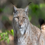 亚马逊Sales Tax是什么？Sales Tax不交有什么后果？