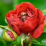 智利货币对美元