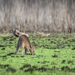 成都有facebook中国一级代理商吗