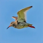 tiktok网红有哪些特点