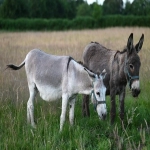 如何防止亚马逊账号被盗