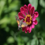 什么浏览器比较好用