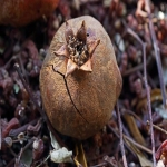 Tiktok开户银行证明