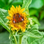 探究跨境电商平台sadad的发展与推广策略