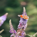 亚马逊有假货吗