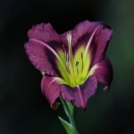 paypal境外支付怎么开