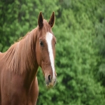 品牌白名单是什么