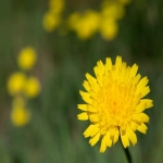 Yandex一级代理商推广渠道