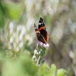 常见国际物流公司有哪些