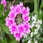 亚马逊产品预售怎么设置