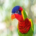 西联汇款去哪个银行办理