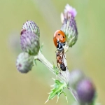 亚马逊跟卖如何操作_2