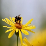 外贸邦:中国外贸企业的数字化助手