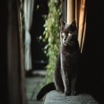 Bing信息流广告投放指南