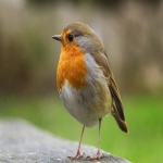 为什么Bing搜索没有广告？