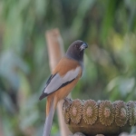 印度facebook广告开户