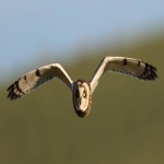 俄罗斯主要搜索引擎Yande