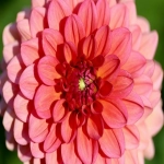 在跨境电商平台开店需要什么条件