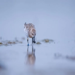 Miravia商家怎么入驻