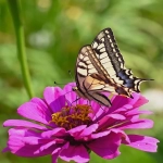 lazmall平台：跨境卖家的福音