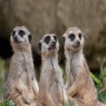 在亚马逊无品牌情况下，如何进行产品上架？