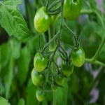 未妥投是什么意思