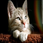 国内怎么注册gmail邮箱账号-