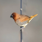 ROI计算与优化策略