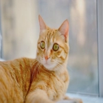 推特账号被冻结怎么办_2