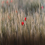 谷歌SEO究竟有何含义？