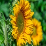 Zoho：企业级的云端办公与管理解决方案