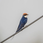 亚马逊店群:打造跨境电商的新利器