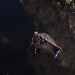 Bing广告开户费用解析:适合跨境卖家的利器