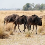 传统服务器的缺点