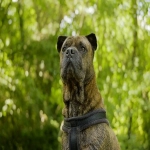 facebook广告优化师