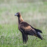 全球商业视野下的法律服务：了解GBC律所的专业领域与实践